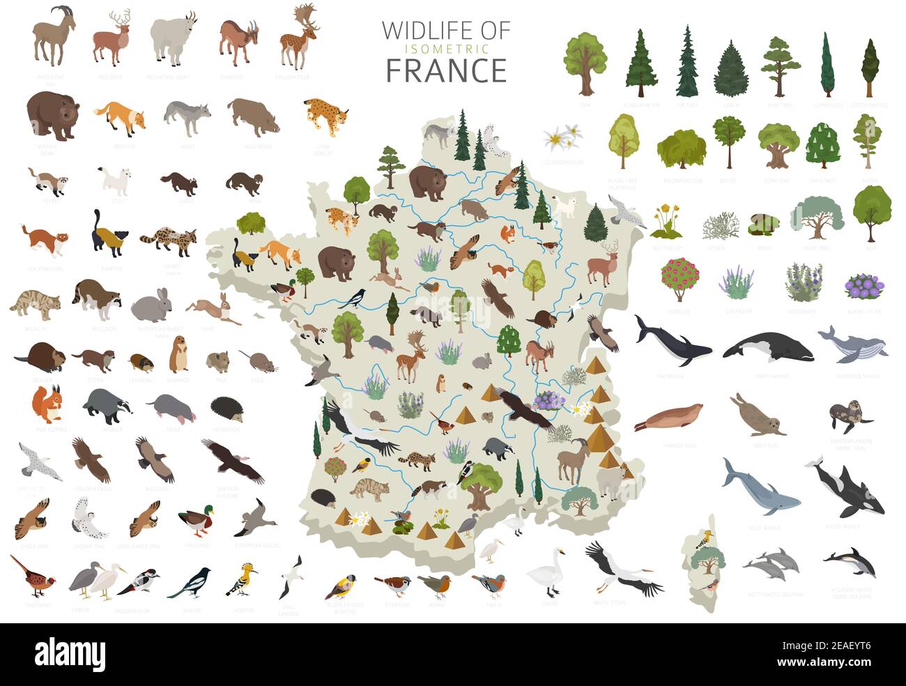 Isometrisches 3D Design von Frankreich Wildtiere. Tiere, Vögel und Pflanzen Konstruktor Elemente isoliert auf weißem Set. Erstellen Sie Ihre eigene Geographie Infografiken CO Stock Vektor