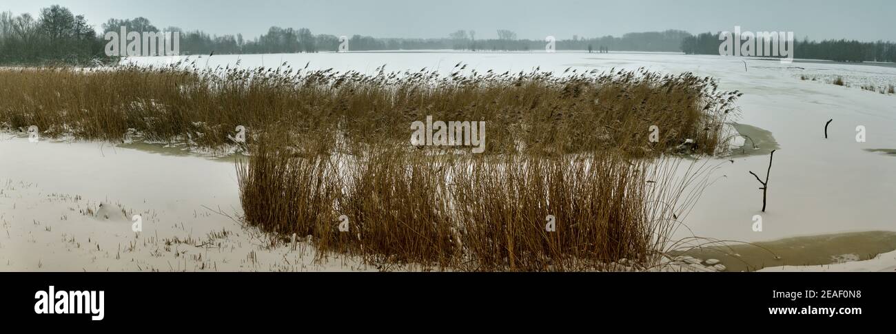 Gesteiftes Panorama der Winterlandschaft in Ilkerbruch, einem Naturschutzgebiet am Rande der Industriestadt Wolfsburg in Deutschland. Stockfoto