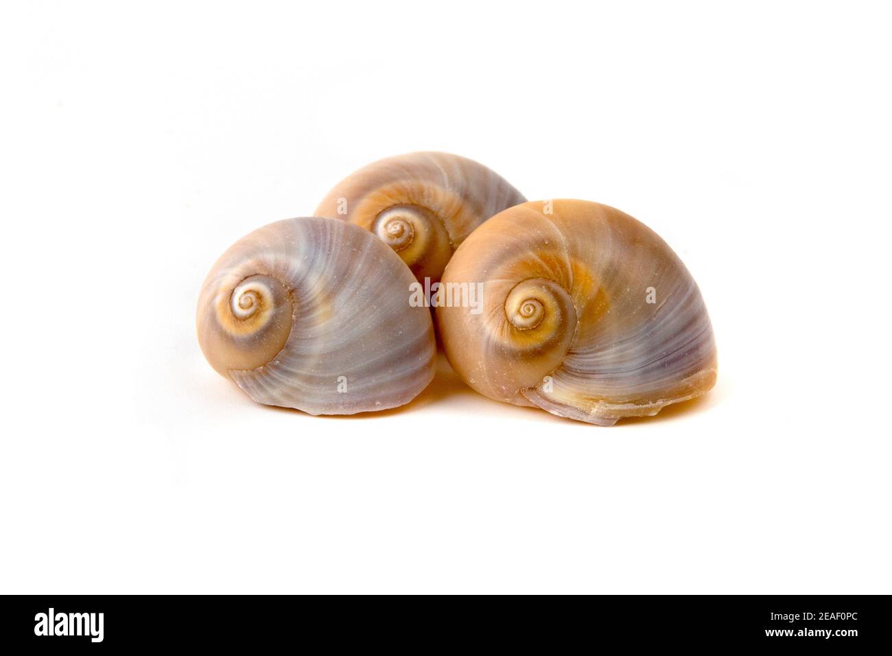 Muscheln auf weißem Hintergrund Stockfoto