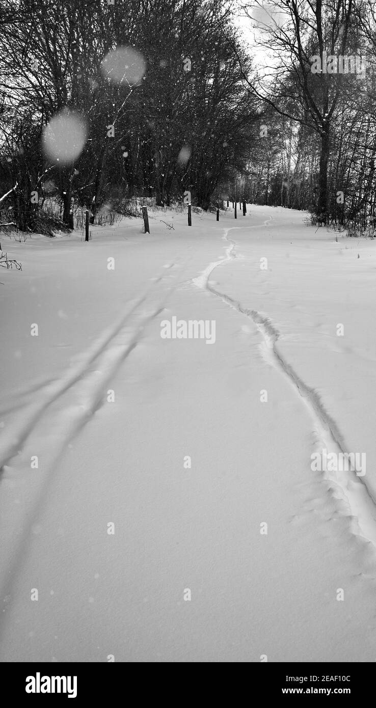 Tiefe Spuren im frisch gefallenen Schnee von einem Skifahrer und Ein Radfahrer nach dem Beginn des Winters mit starkem Schneefall Stockfoto
