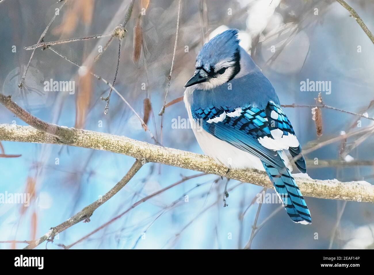 Blue Jay portrait Stockfoto