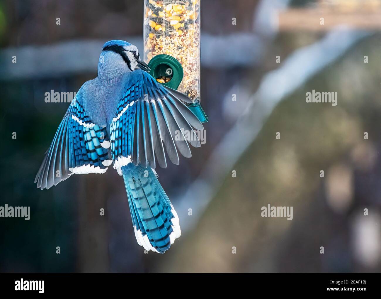 Blue jay im Winter Vogelfutterhäuschen Stockfoto