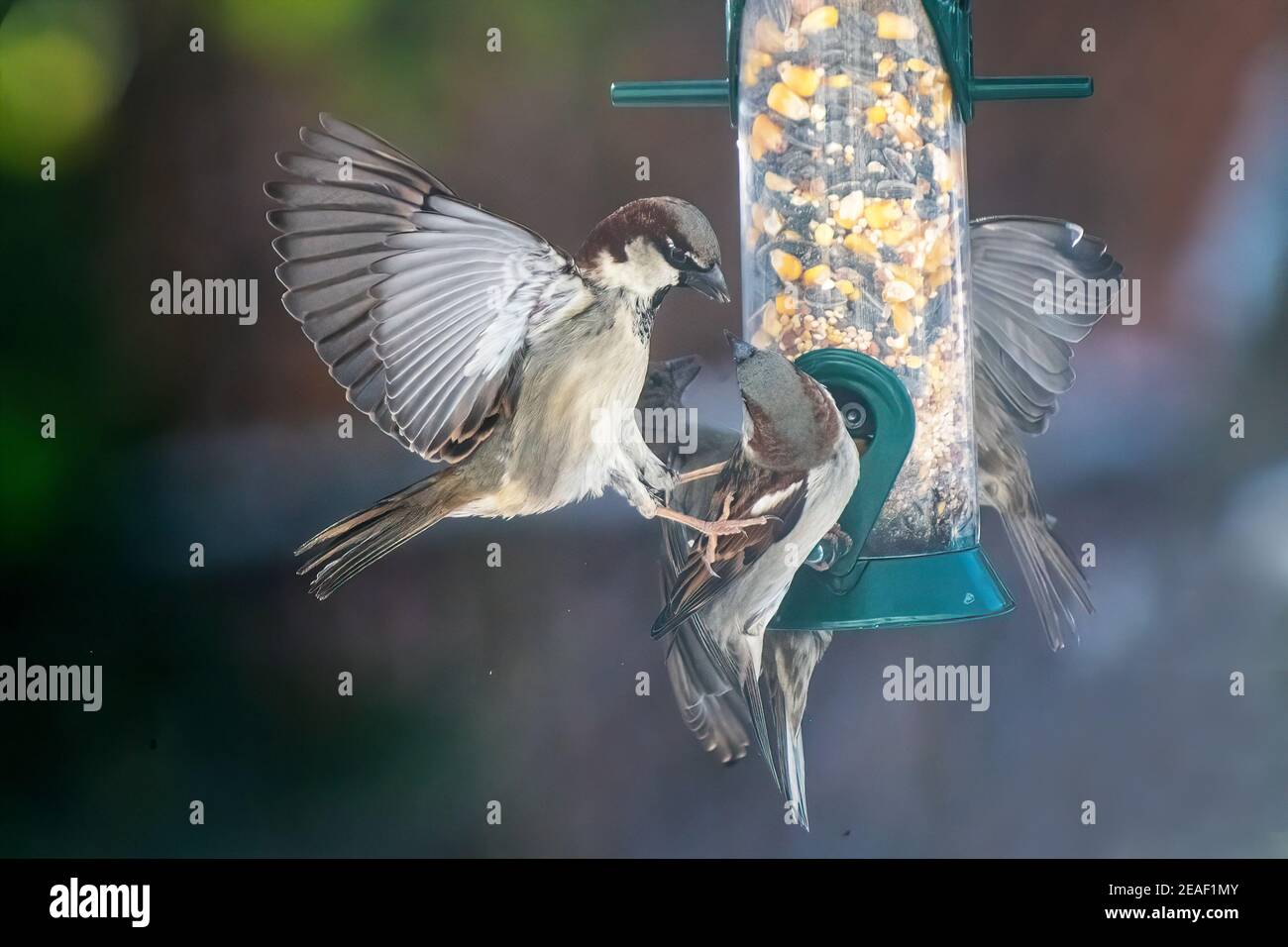 Haussperling am Hinterhof Vogelfutterhäuschen Stockfoto Haussperling am Hinterhof Vogelfutterhäuschen Stockfoto