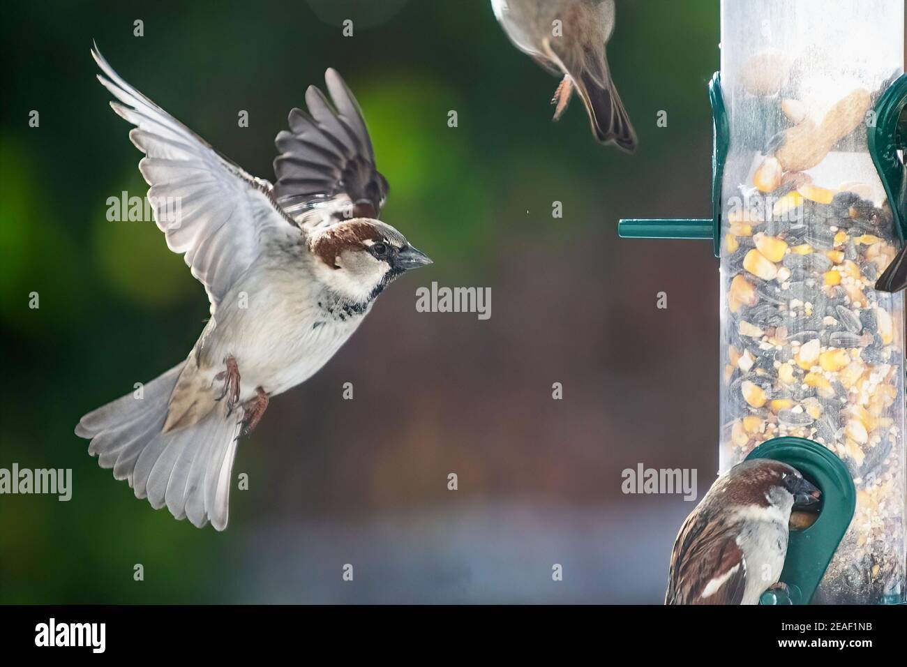 Haussperling am Hinterhof Vogelfutterhäuschen Stockfoto Haussperling am Hinterhof Vogelfutterhäuschen Stockfoto