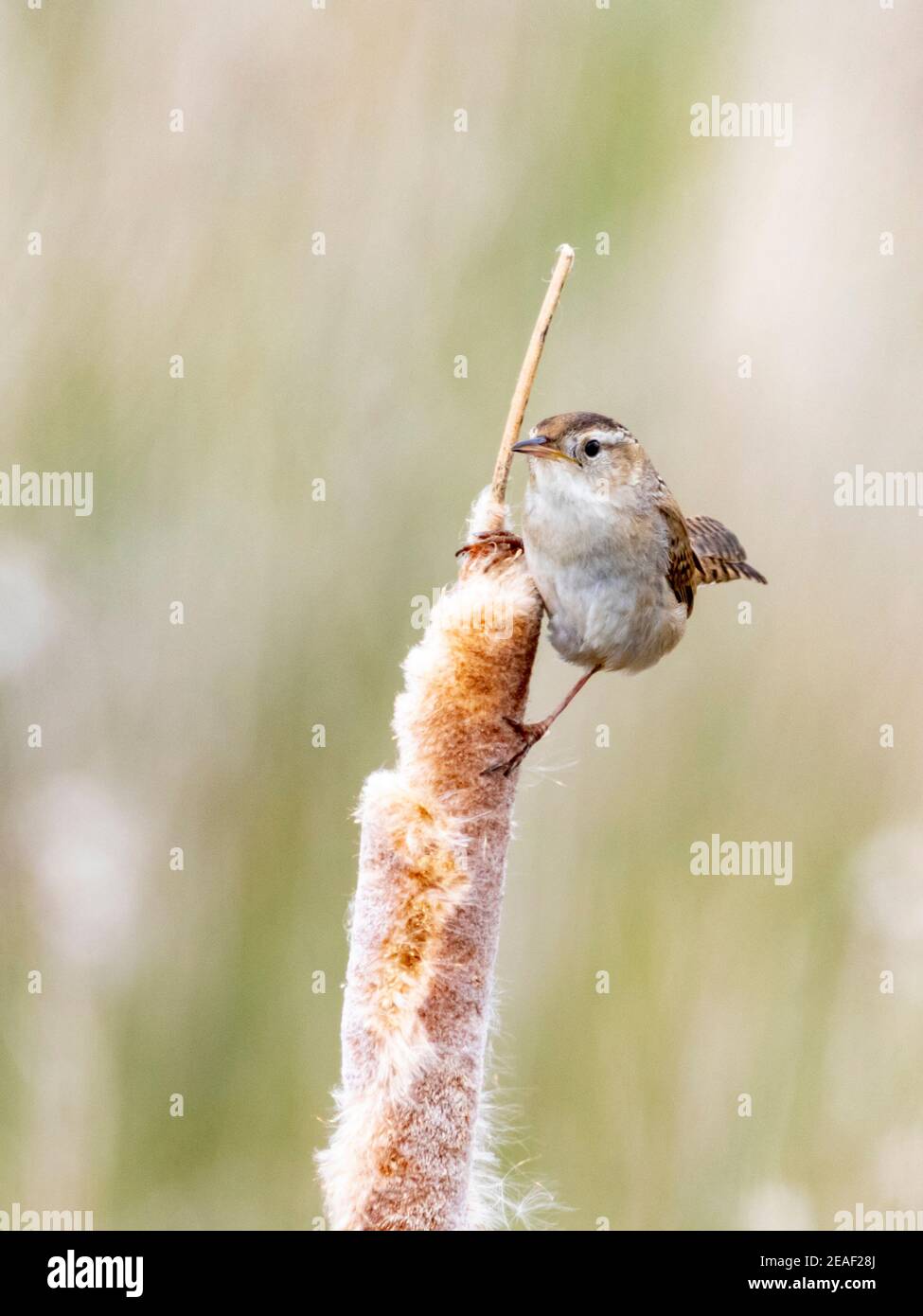 Ein Sumpfzahn, der auf einer Rohrbahn im Camas National Wildlife Refuge in Idaho thront. Stockfoto