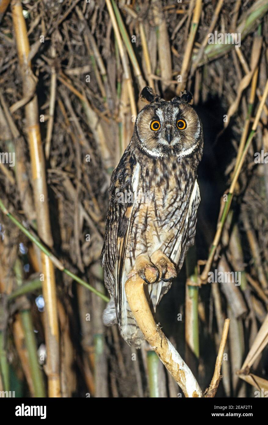 Langohreule (ASIO otus) Stockfoto