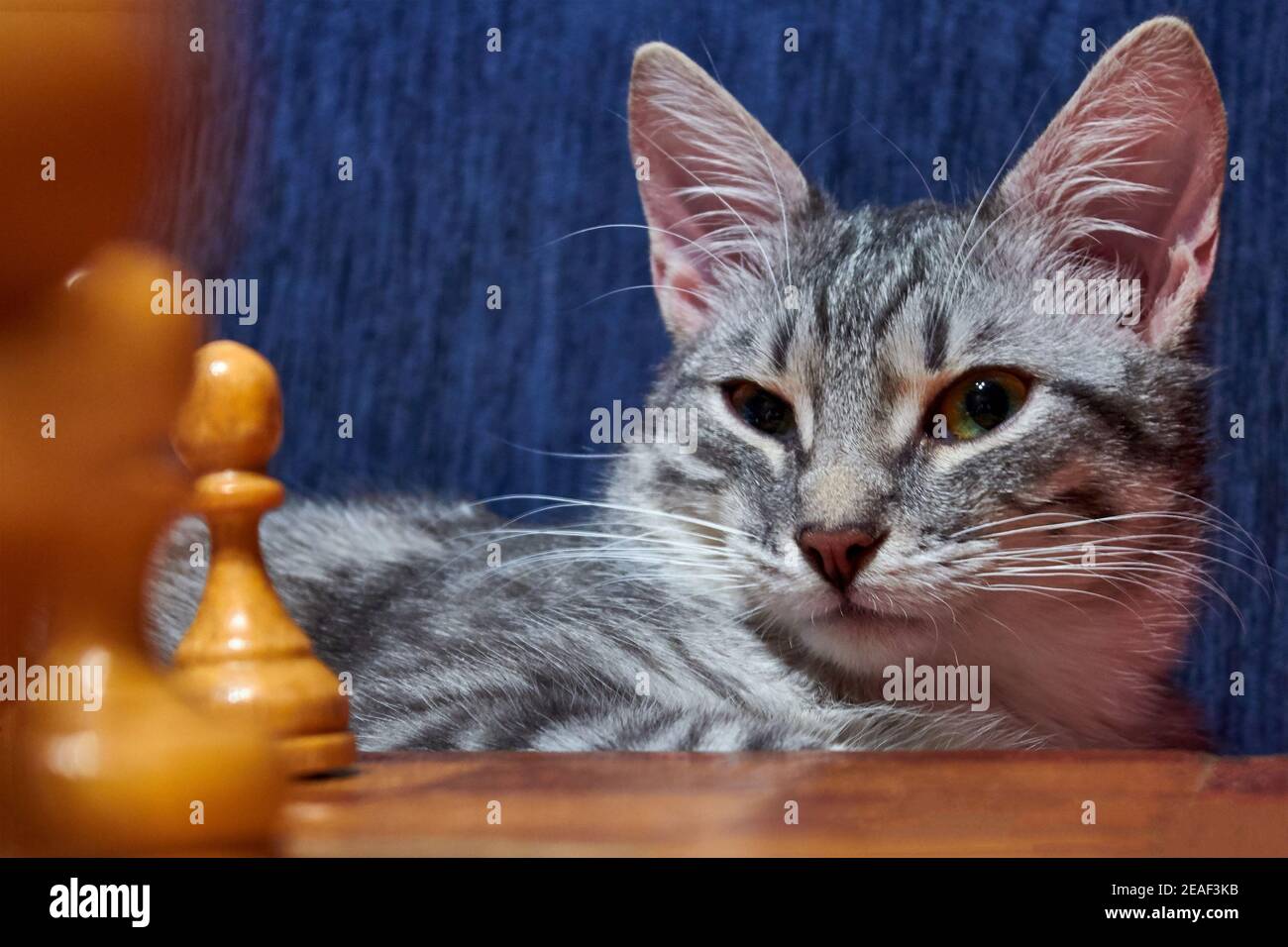 Graue Katze, die Schach spielt. Weiße und schwarze Schachfiguren auf dem Brett in der Nähe des Haustieres. Katze schaut auf das Schachbrett. Stockfoto
