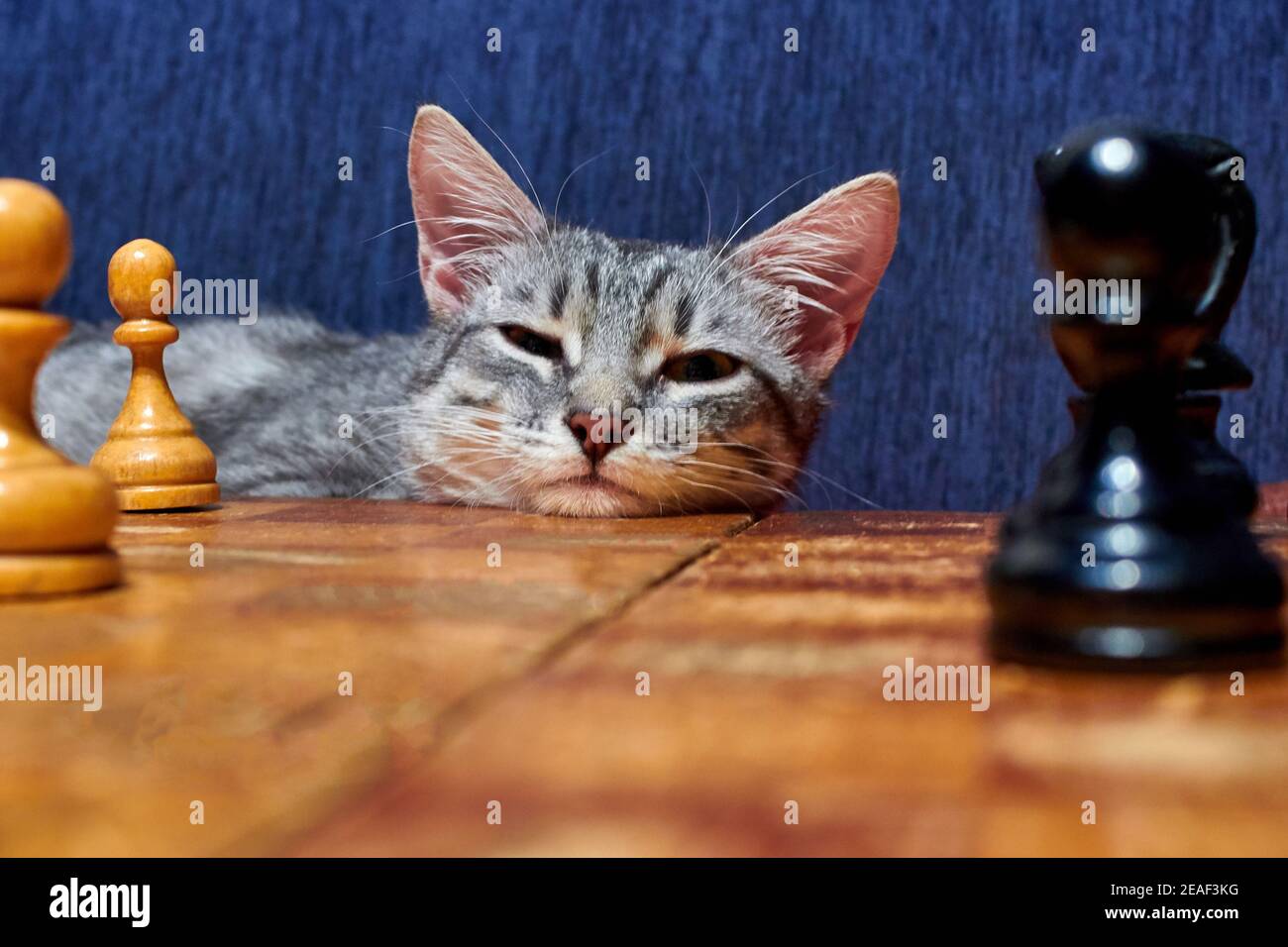 Blauer Hintergrund, Schachbrett in der Nähe des Haustieres. Junge Katze mit großen Ohren mit einem smarten Look. Katze ist für ein altes Schachbrett. Stockfoto
