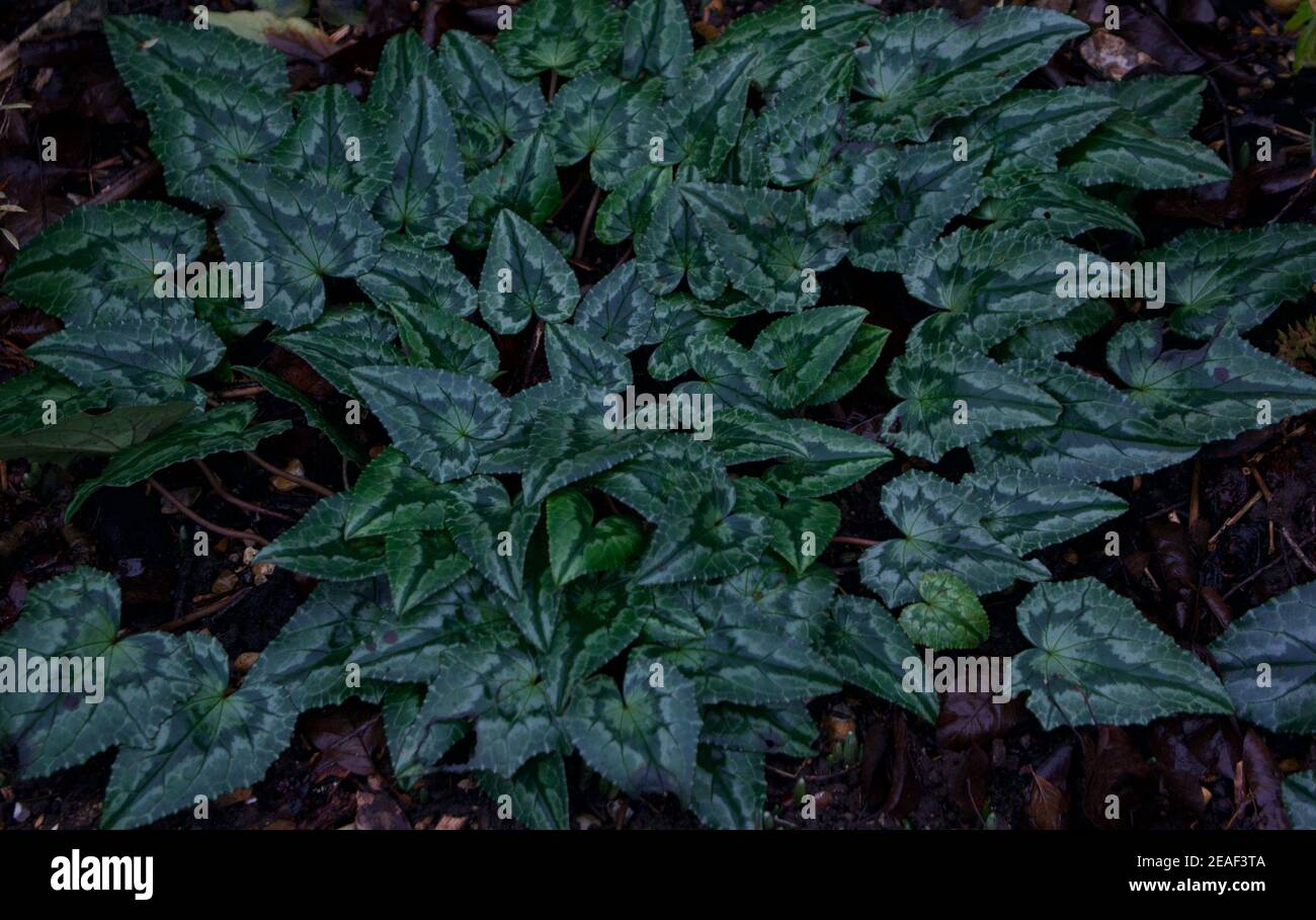 Dunkelgrün gemustertes Herz geformtes Gartenbelaub, das den ganzen Rahmen bedeckt Stockfoto