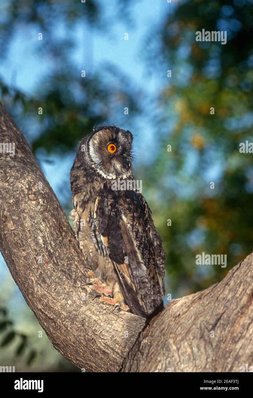 Jungvogel von Langohreule (ASIO otus) Stockfoto