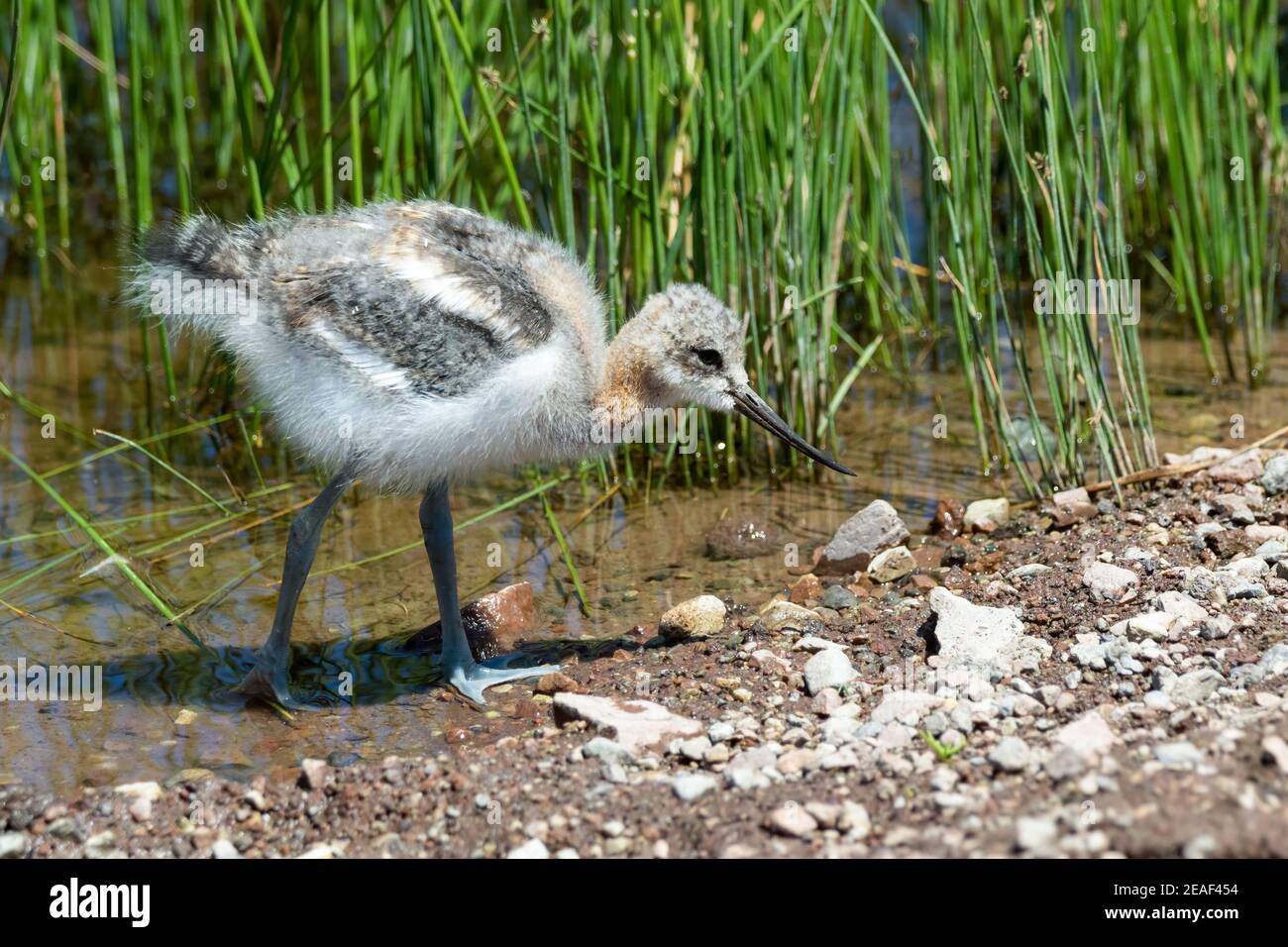 Ein Baby American Avocet sucht Nahrung in einem Idaho Feuchtgebiet. Stockfoto