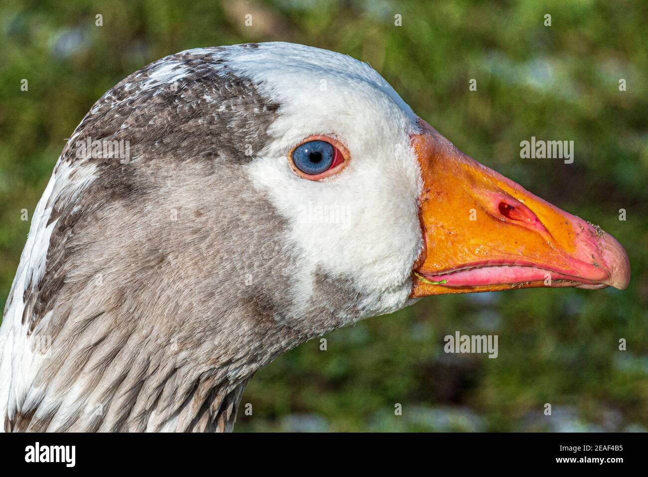 Weißer Hof inländischen Gans Nahaufnahme Kopfschuss. Stockfoto