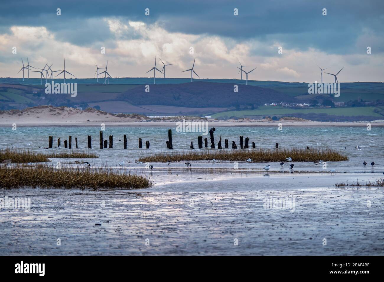 Der Abend fällt über Skern in der Nähe von Appledore, North Devon. Mit Kormoranen, Möwen, Austernfängern - und dem Windpark. Stockfoto