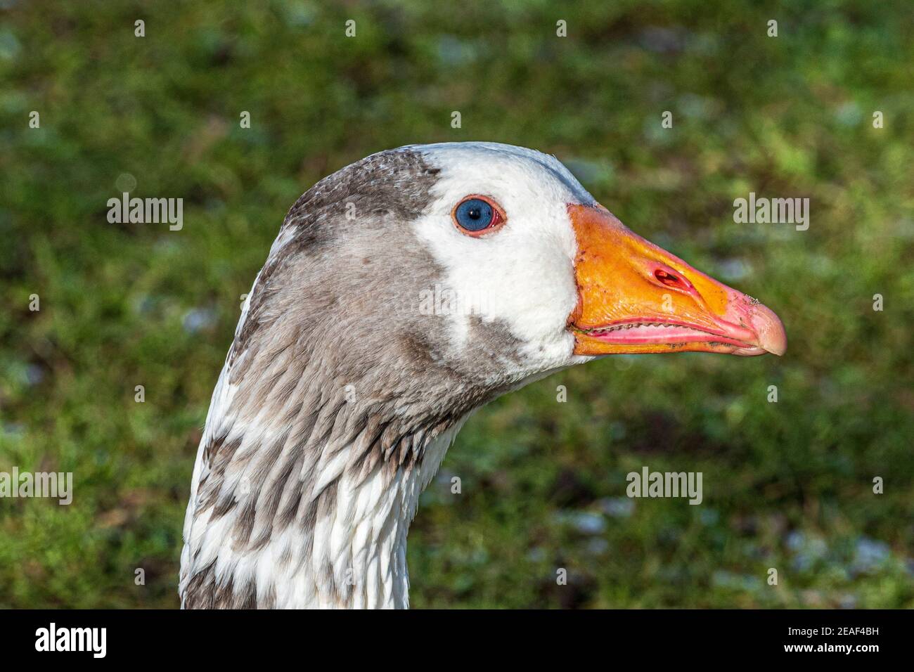 Weißer Hof inländischen Gans Nahaufnahme Kopfschuss. Stockfoto