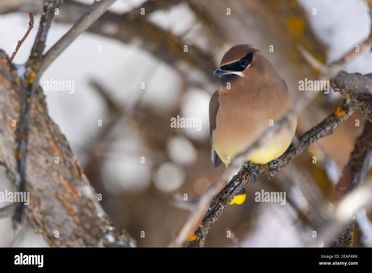 Ein Zedernwachsflügel, der in einem Baum thront. Stockfoto