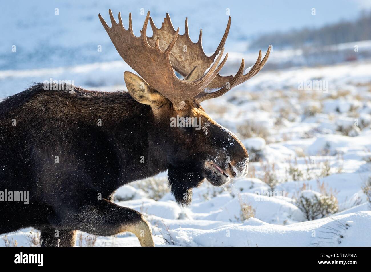 Nahaufnahme eines Elches an einem kalten Tag in Wyoming. Stockfoto