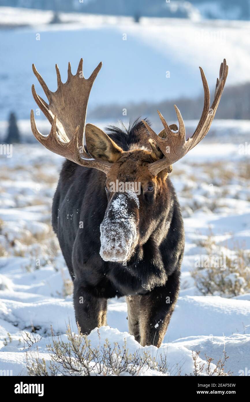 Ein Bullenelch während eines Wintertages Stockfoto