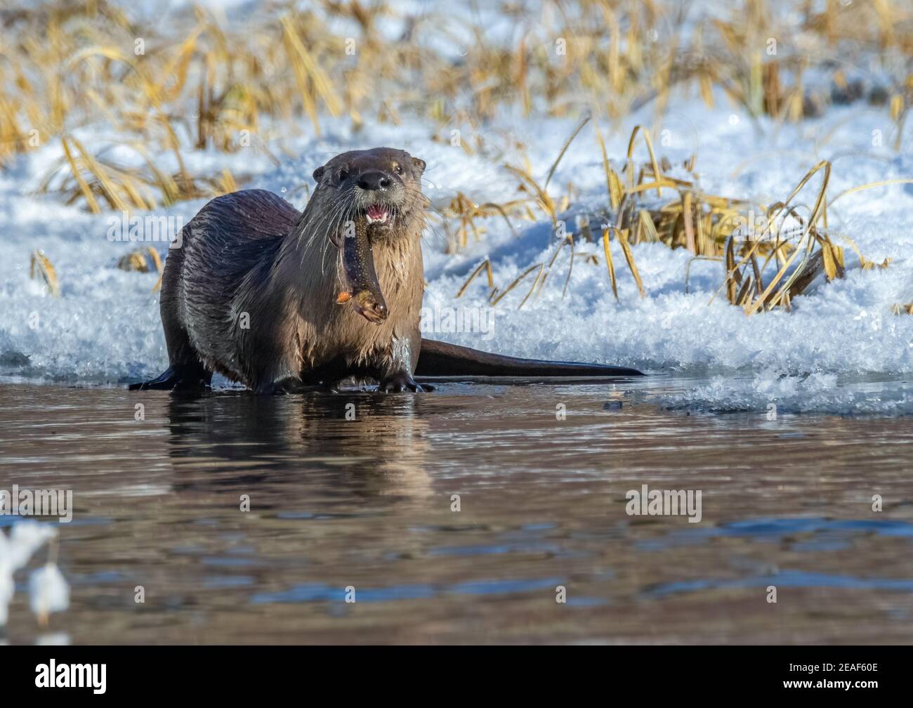 Ein Flussotter mit Bachforelle. Stockfoto
