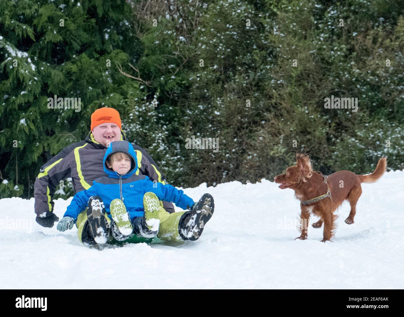 Livingston, West Lothian, Schottland. Wetter: 9th Februar, 2021 Sturm Darcy: Yanis Pekus, Sohn William und Hund Winston Rodeln in Mid Calder, West Lothian, Schottland, UK. . Quelle: Ian Rutherford/Alamy Live News. Quelle: Ian Rutherford/Alamy Live News Stockfoto