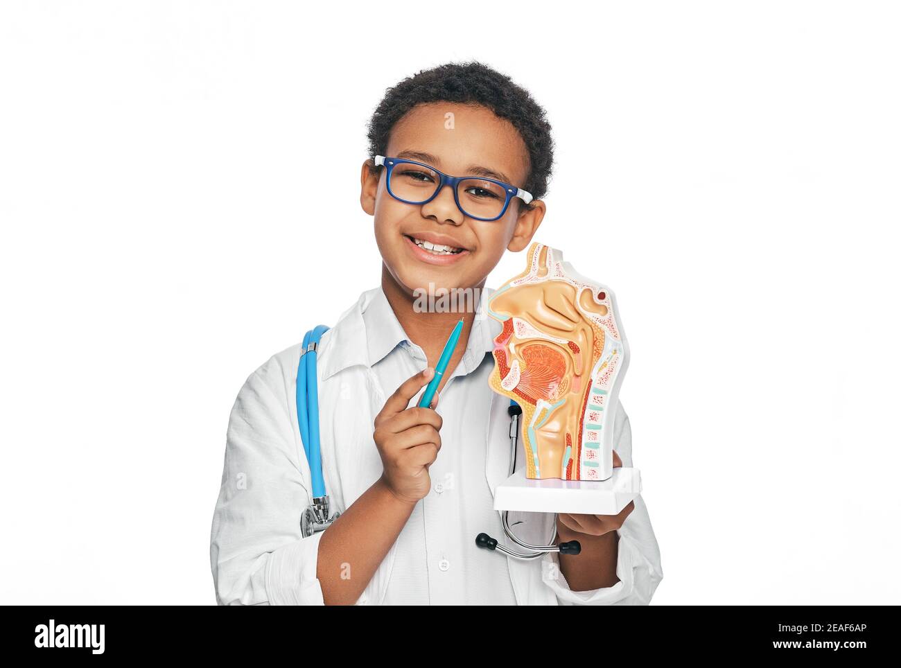 Anatomisches Modell der Mundhöhle in den Händen des Kindes, Nahaufnahme. Studium der menschlichen Anatomie und Biologie in der Schule Stockfoto