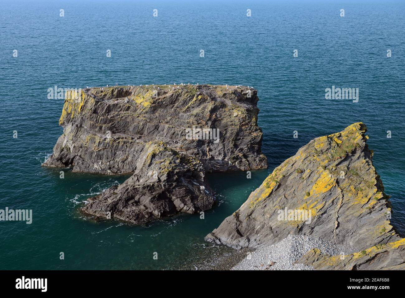 Der Meeresstapel Trwyn y Tal liegt auf dem Wales Coast Path bei Trefor auf der Lleyn Peninsula. Stockfoto