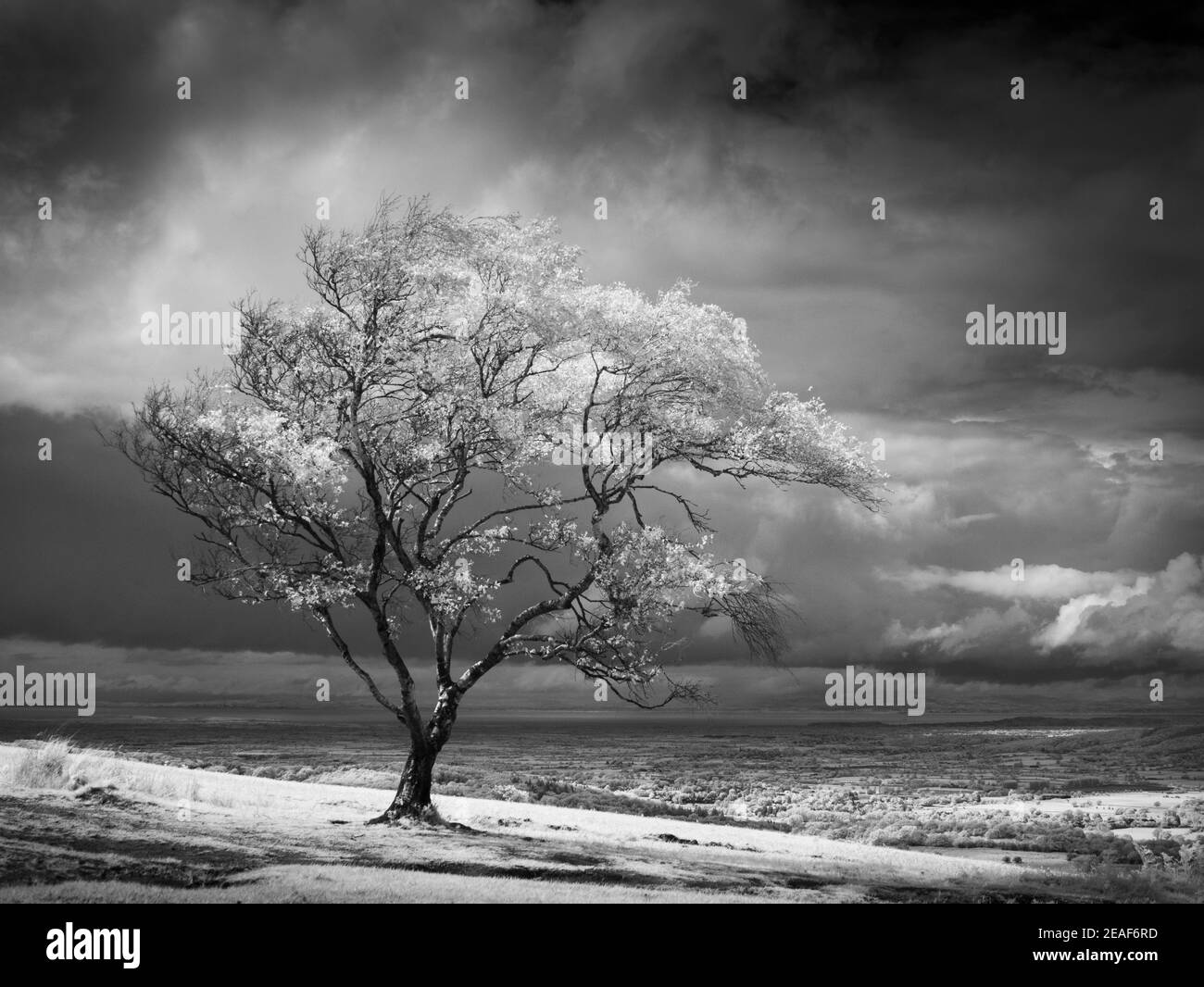 Infrarotbild eines windgepeitschten Baumes unter stürmischem Himmel bei Black Down in den Mendip Hills, Somerset, England. Stockfoto