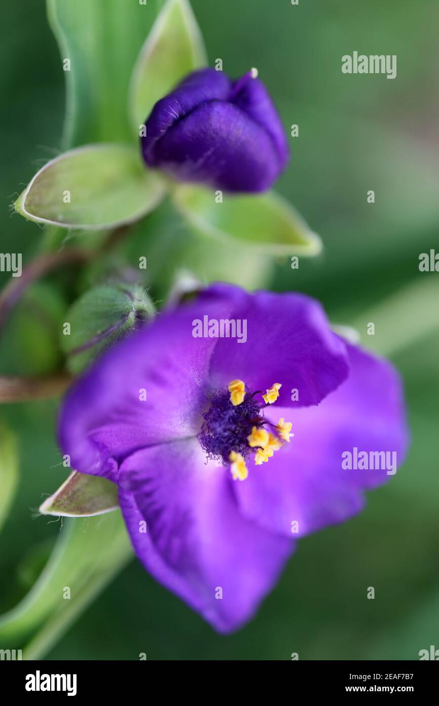 Lila Blüten mit zarten Blütenblättern und gelben Staubgefäßen im Garten, lila Blumen Makro, Schönheit in der Natur, Blumenfoto, Makrofotografie, Stock Stockfoto