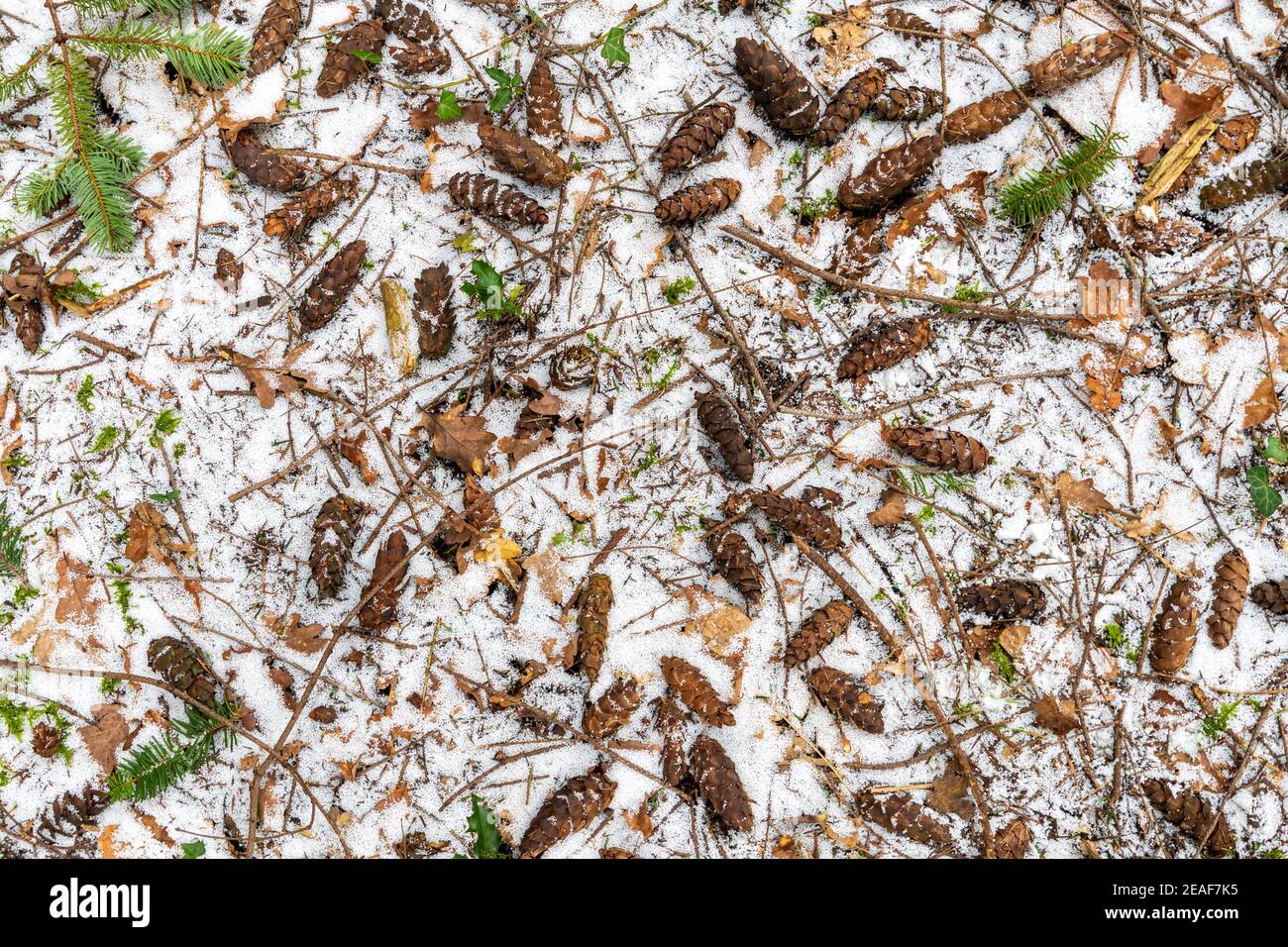 Kiefernzapfen auf einem Waldboden im Schnee verstreut Stockfoto