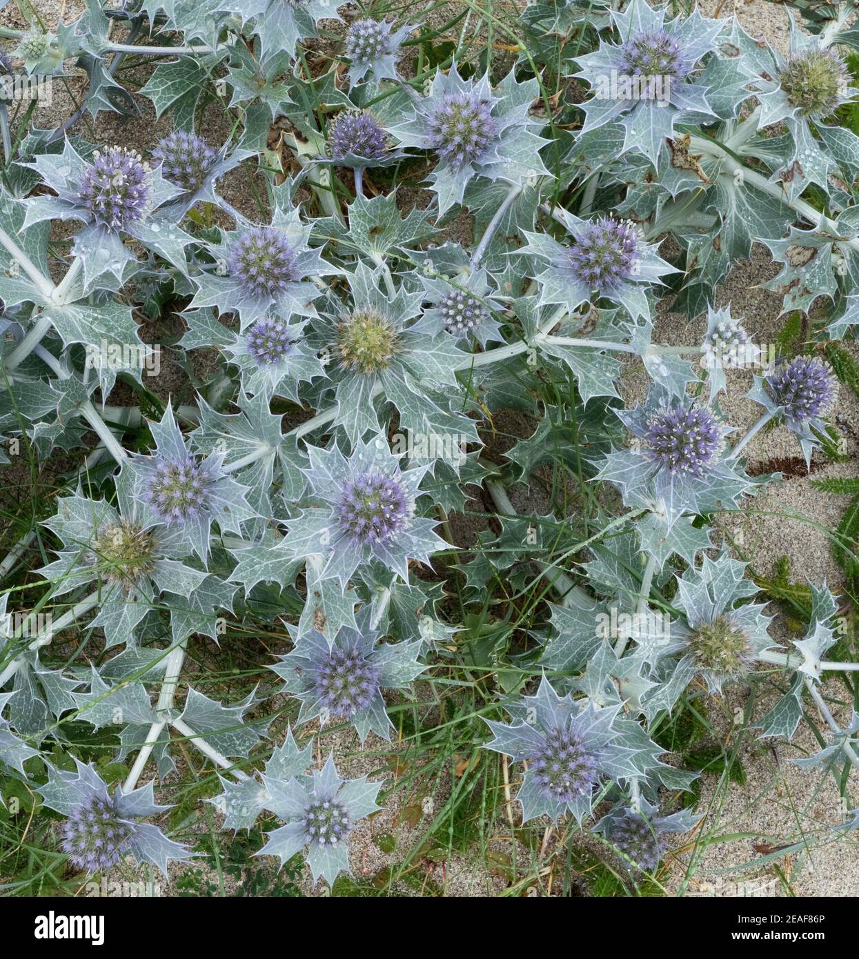 Gower flora Fotos und Bildmaterial in hoher Auflösung Alamy