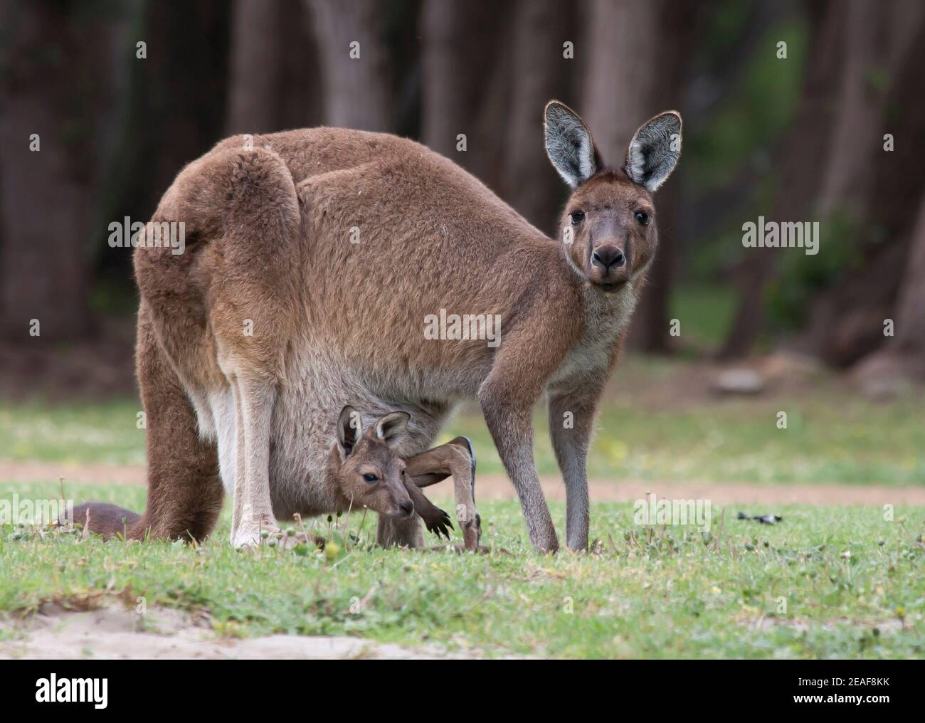 WESTERN Grey Kangaroo Macropus fuliginosus mit überdimensionaler Joey-Einlegeböde Ihre Tasche Stockfoto