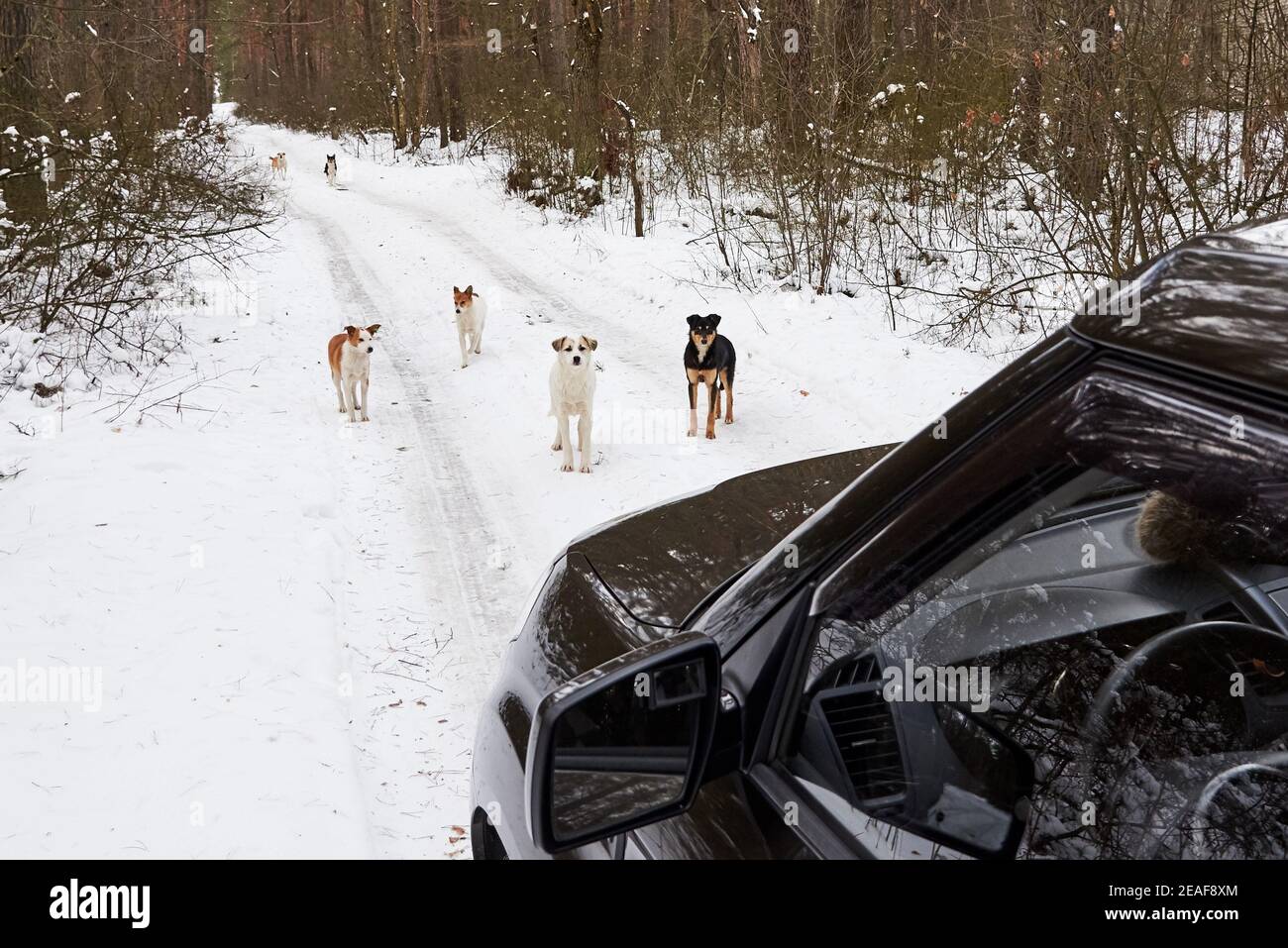 Eine Herde obdachloser Hunde auf der Straße im Wald im Winter, das Problem der obdachlosen Tiere. Stockfoto