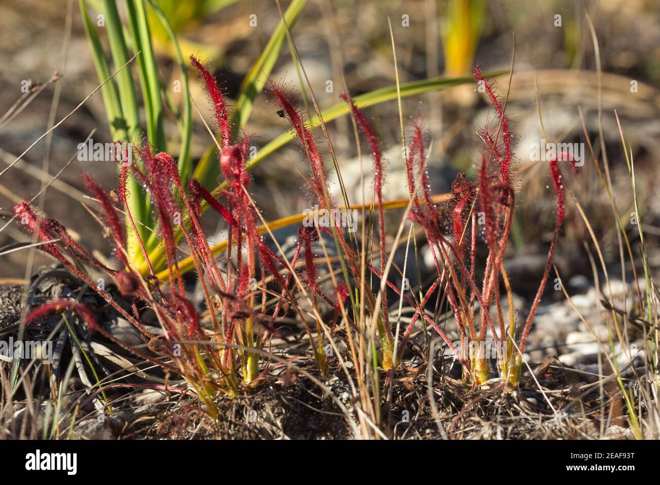 Frontale Nahaufnahme einer kleinen Gruppe der fleischfressenden Pflanze Drosera camporupestris in natürlichem Lebensraum nahe Gouveia in Minas Gerais, Brasilien Stockfoto