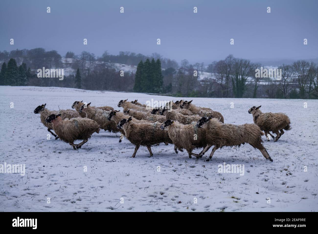 Herde von Schafen, die bei winterlichen Bedingungen über ein Feld laufen, Clitheroe, Ribble Valley, Lancashire, Großbritannien. Stockfoto