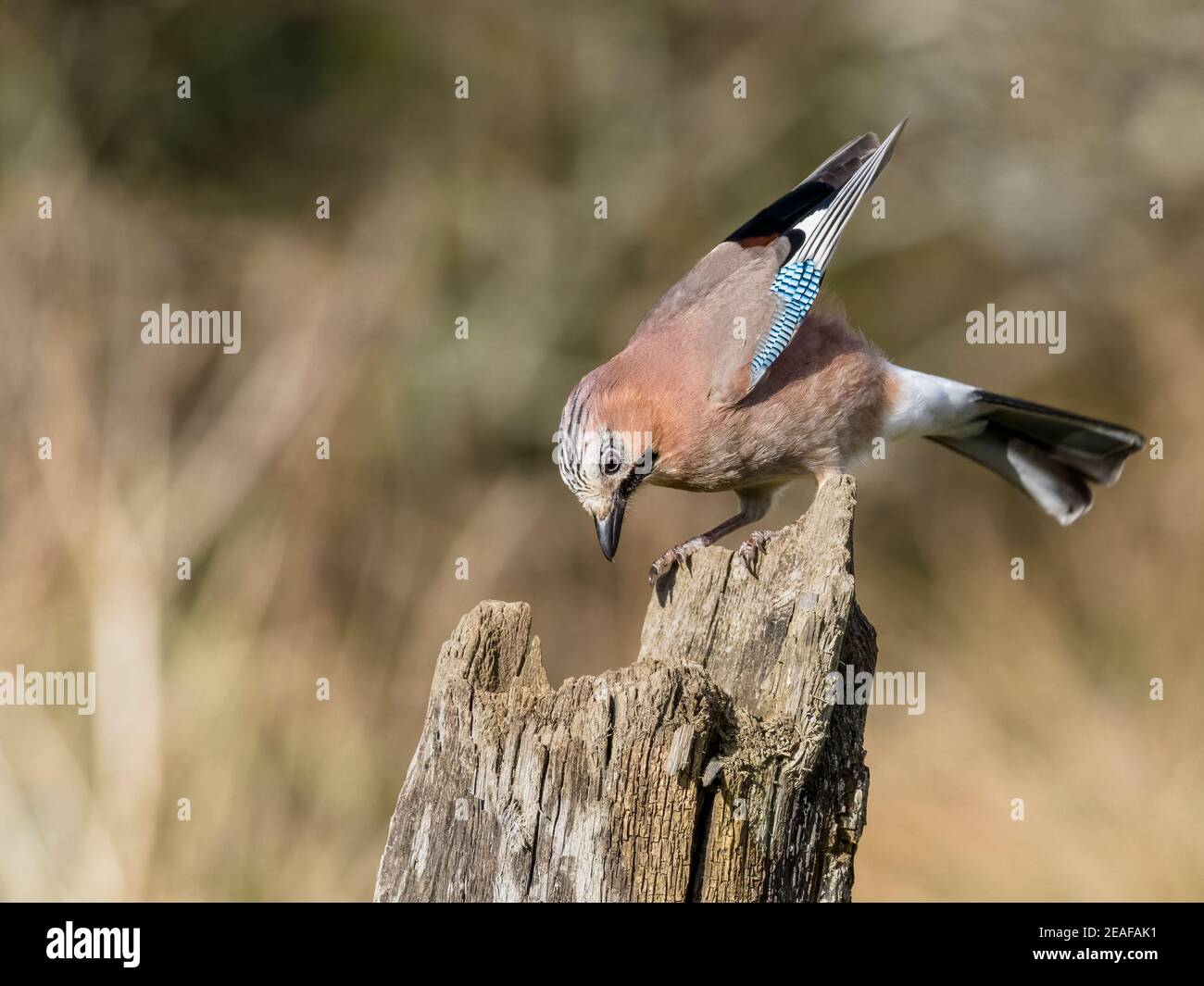 Ein eichelhäher, der bei kaltem Winterwetter nach Nahrung jagend Mittelwales Stockfoto