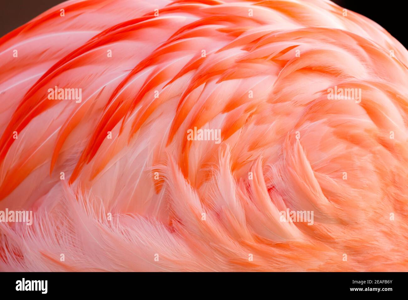 Nahaufnahme von Flamingo Feder Patern und Farbe Stockfoto