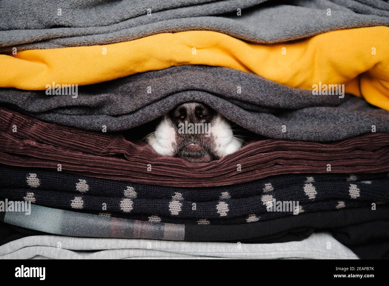 Hundsnase versteckt sich zwischen Texturen von Pullovern und warmer Kleidung. Konzept der Wintersaison und Haustiere während der Kälte, Winterschlaf Stockfoto