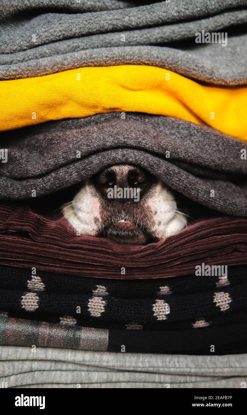 Hundsnase versteckt sich zwischen Texturen von Pullovern und warmer Kleidung. Konzept der Wintersaison und Haustiere während der Kälte, Winterschlaf Stockfoto