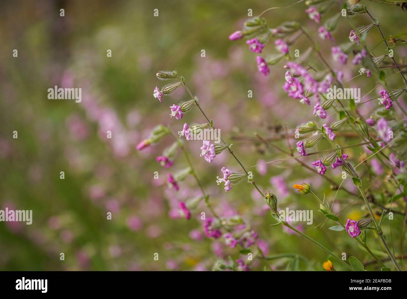 Rosa Pirouette, Silene colorata blüht im Frühlingsfeld, Andalusien, Spanien. Stockfoto