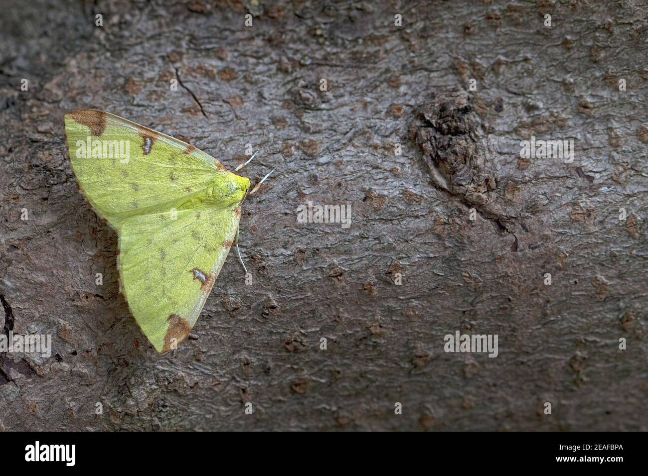 Schwefel-Motte (Opisthograptis Luteolata) Stockfoto