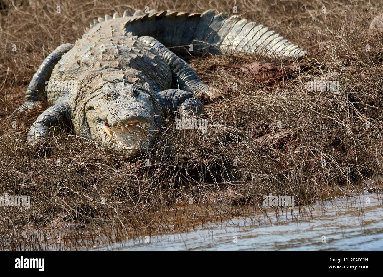 Sonnenbaden am Ufer des Flusses - Mugger Crocodile Stockfoto