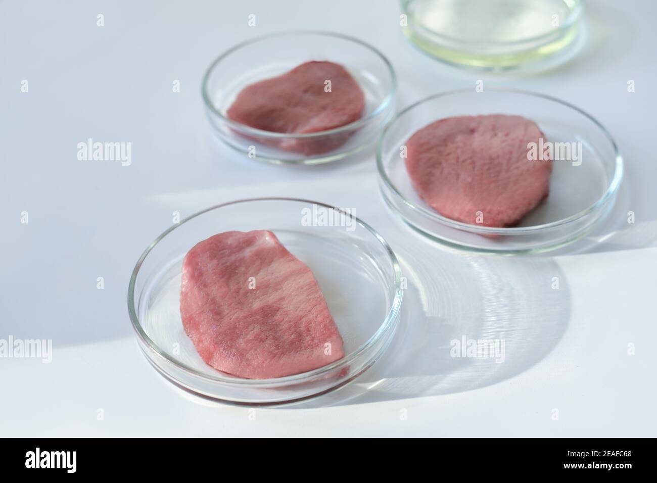 Laborkleid Fleisch in einer Petrischale. Fleisch in Glaszellkulturschale.  In vitro kultiviertes Fleisch. Tierische somatische Zellen Experimente.  Neue Proteinquelle Stockfotografie - Alamy