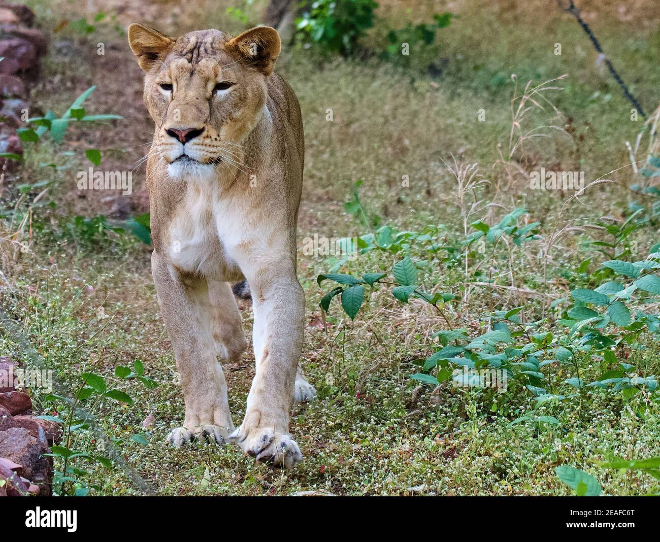 König des Dschungels - Asiatischer Löwe Stockfoto