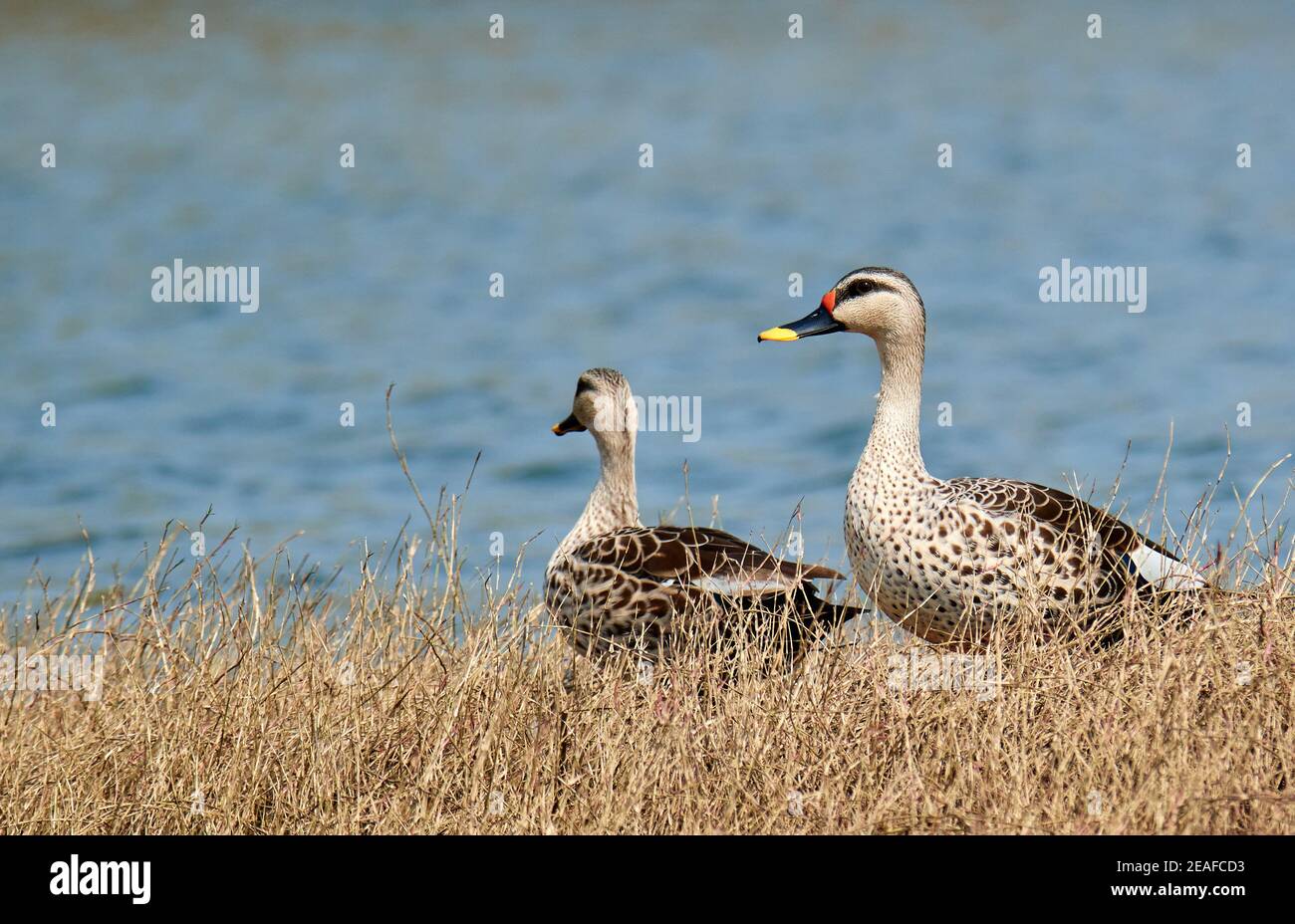 Farben sind das Lächeln der Natur - indische Fleckschnabel Ente Stockfoto