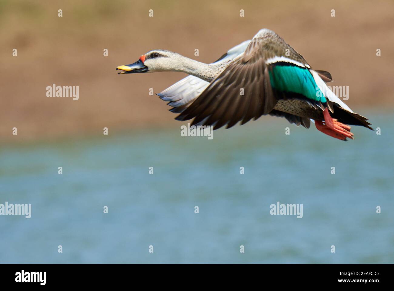 Farben sind das Lächeln der Natur - indische Fleckschnabel Ente Stockfoto