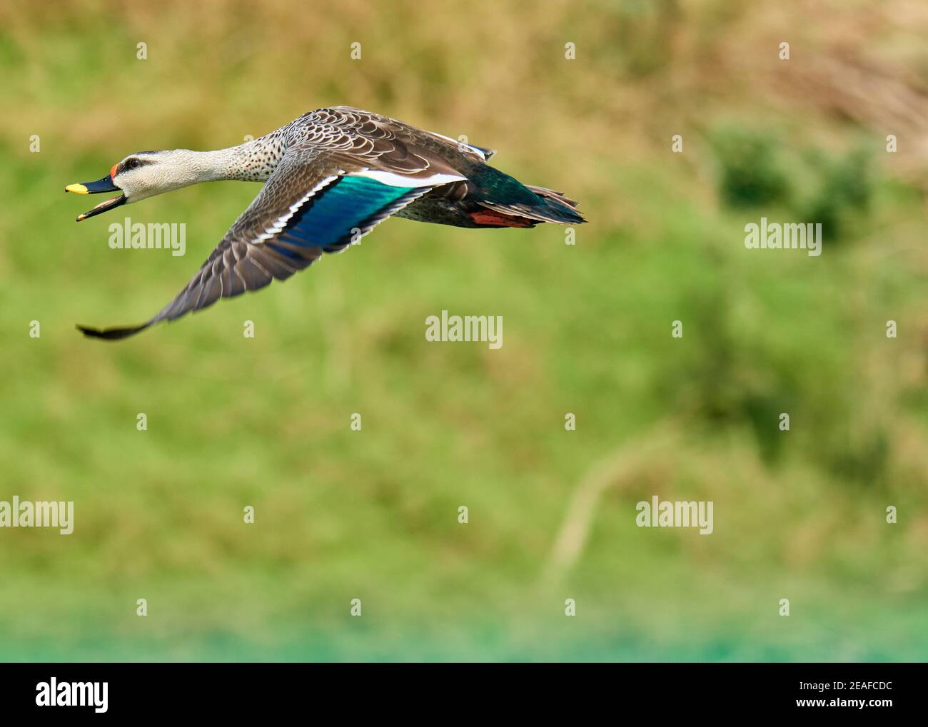 Farben sind das Lächeln der Natur - indische Fleckschnabel Ente Stockfoto