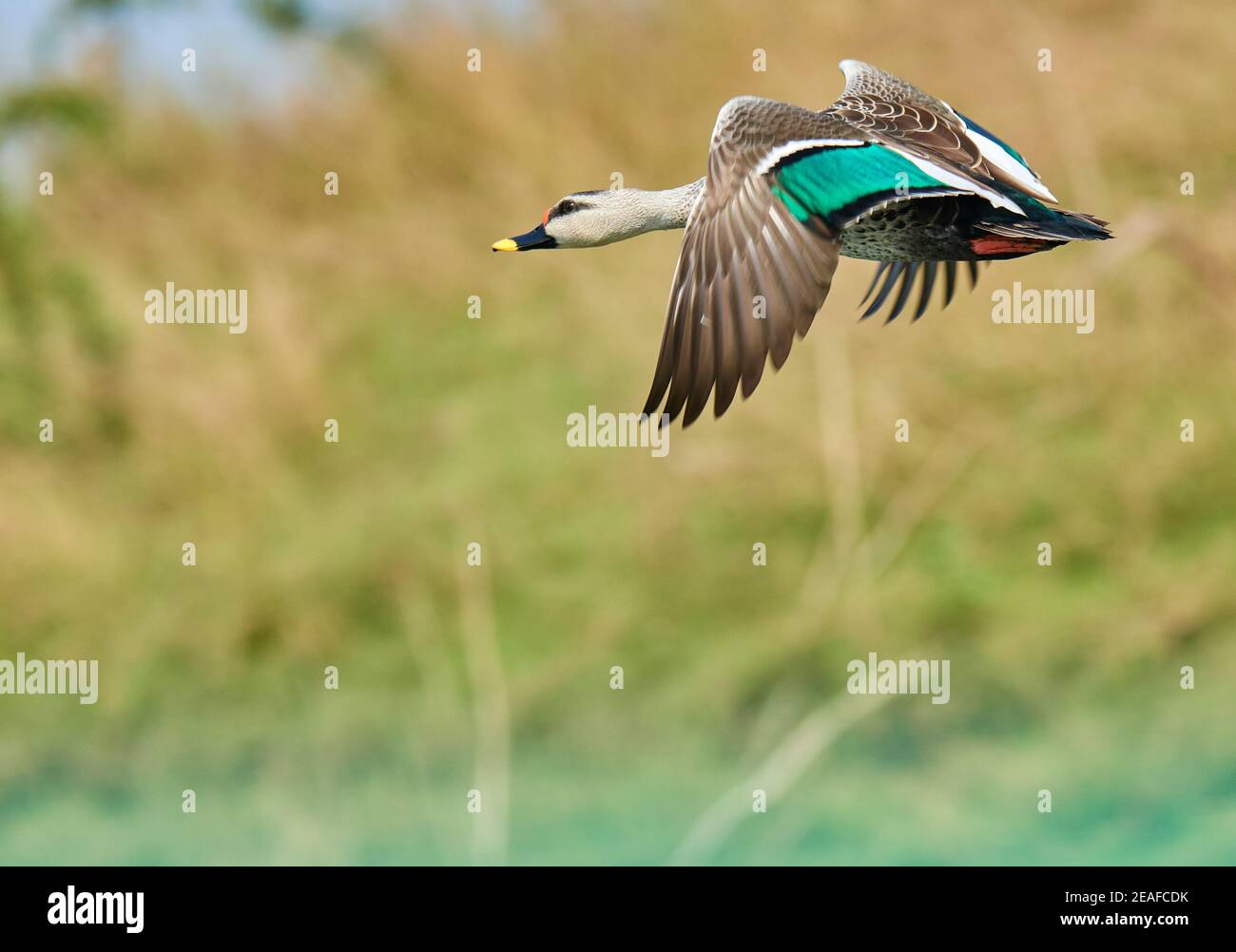 Farben sind das Lächeln der Natur - indische Fleckschnabel Ente Stockfoto