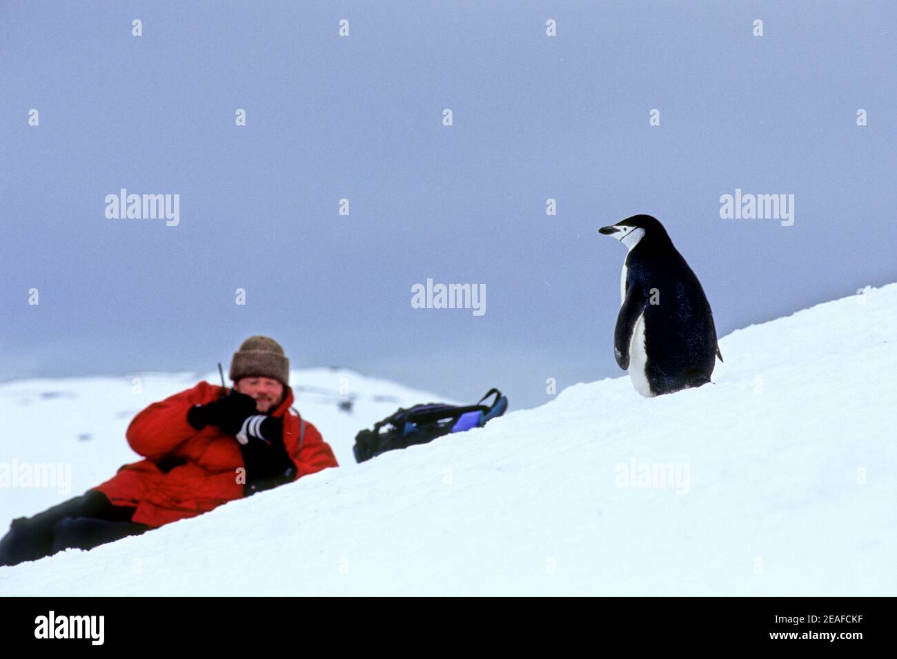 Mann, der Fotos von einem Chin Strap Pinguin auf dem Eis in der Antarktis Stockfoto