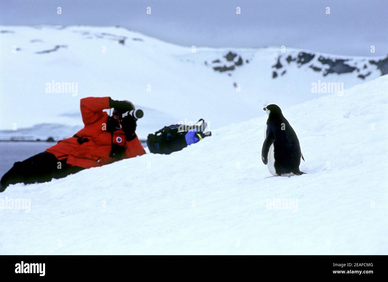Mann, der Fotos von einem Chin Strap Pinguin auf dem Eis in der Antarktis Stockfoto