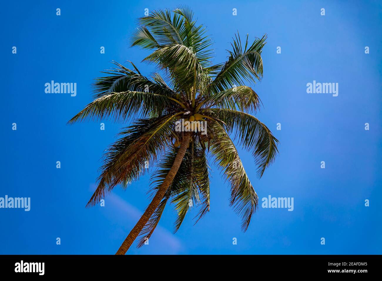 Blick auf Palm Tree unter dem blauen Himmel Stockfoto