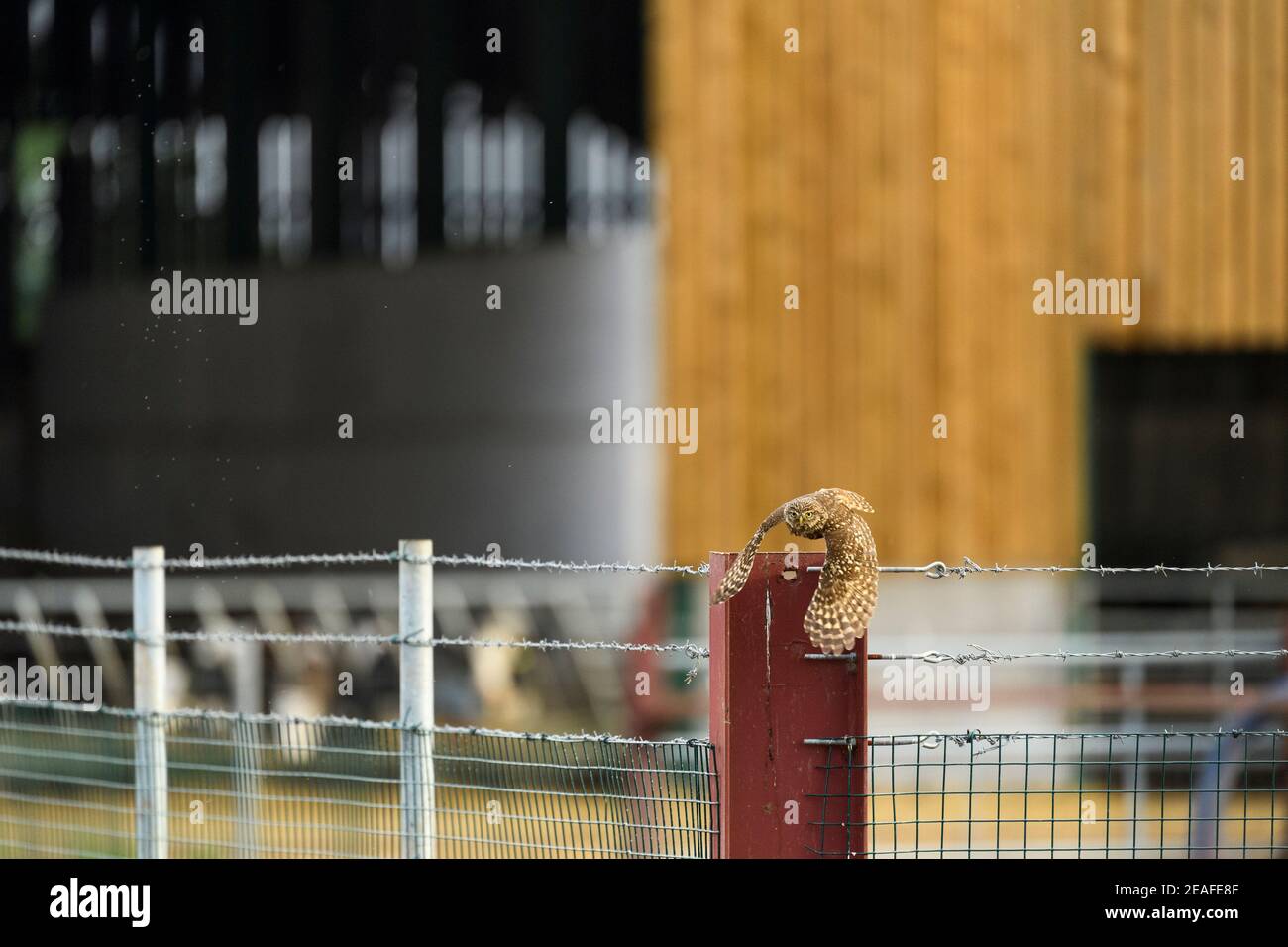 Kleine Eule (Athene noctua), die auf dem Bauernhof von Fencepost abfliegt, Wales, Juni Stockfoto